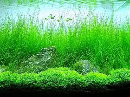 Aquarium Plants Discounts Potted Tall Hairgrass By Aqualeaf Aquatics Easy Aquatic Live Plant Potted Tall Hairgrass 5 Pack