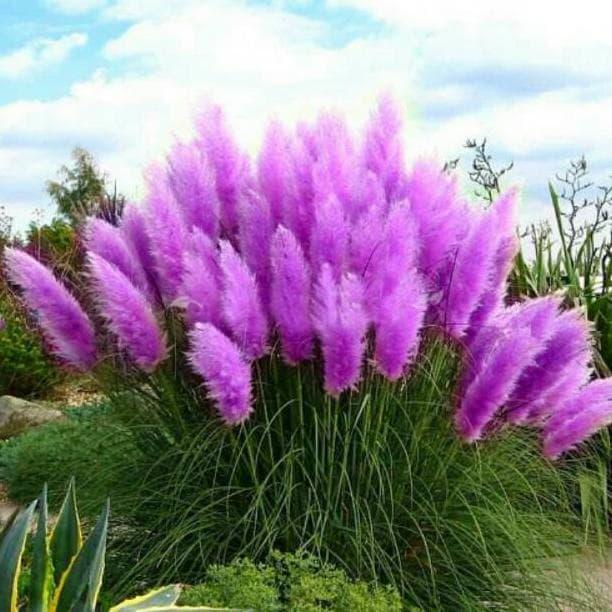 Purple Pampas Grass Plugs – Rare Cortaderia selloana with Purple Plumes – Drought-Tolerant Ornamental Grass for Gardens
