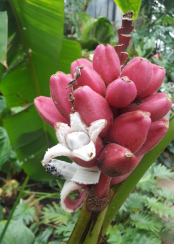 Pink Banana Plant, Small Ornamental Musa velutina, Pink Velvety Fruit, Tropical Garden, Container, Edible Fruit