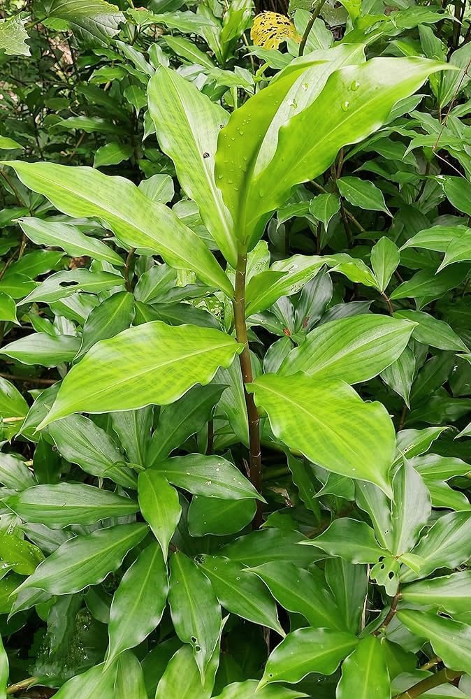 Insulin Plant Bare Root 3-5 Inches Costus igneus Spiral Ginger Medicinal Herb for Blood Sugar Control