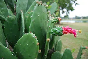Edible Prickly Pear Cactus Pads | Organic Nopales | Spineless Opuntia Ficus-Indica for Cooking & Planting