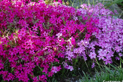 Scarlet Flame Creeping Phlox Seeds - 100+ Flower Seeds - USA Grown -  - Ground Cover - Drought Tolerant - Butterfly Attractor