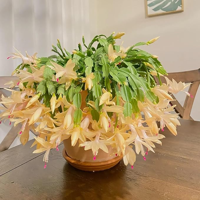 Yellow Christmas Cactus Live Plant 5-6" Schlumbergera truncata Rare Yellow Blooms Indoor Houseplant
