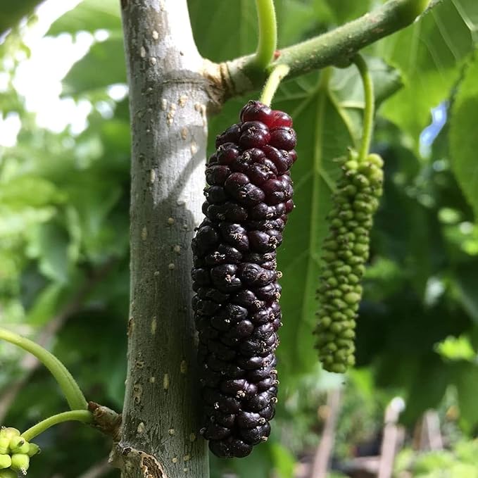 Pakistan Long Mulberry Tree – Morus macroura Bare Root Live Plant, Rare Sweet Fruit, Fast Growing, Hardy, Seedless Berries