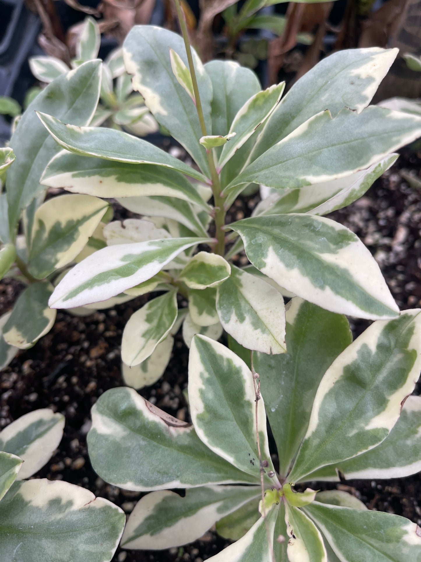 Variegated Jewels of Opar Succulent Plant - Talinum paniculatum - Rare Variegated Foliage & Pink Flowers