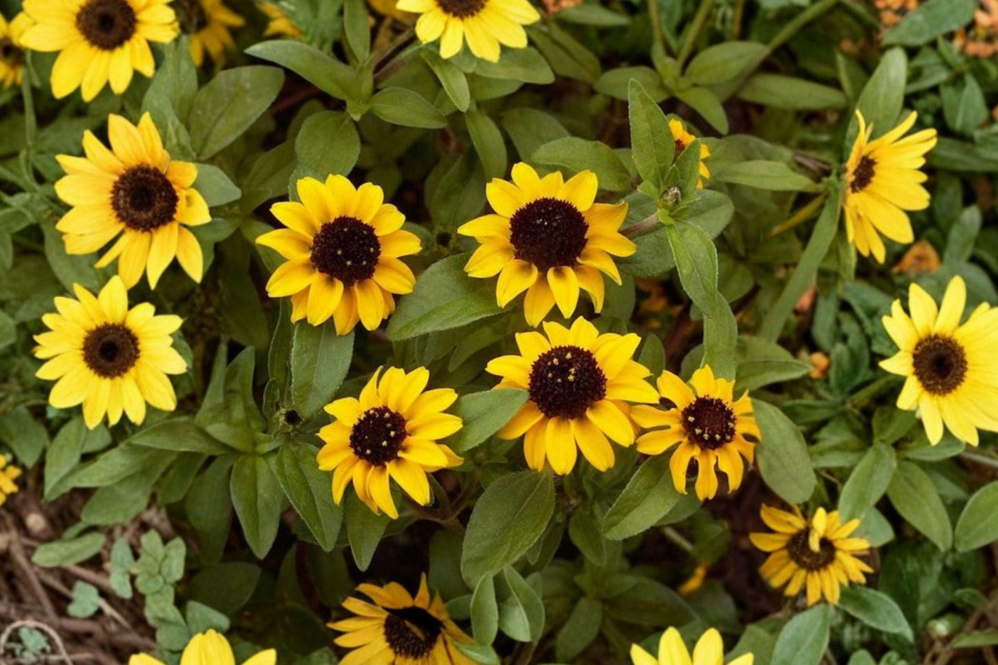 Creeping Zinnia Seeds, Sanvitalia procumbens, Low-Growing Yellow Flower, Annual Groundcover, Easy to Grow, Full Sun