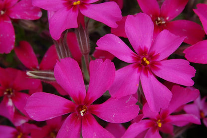 Scarlet Flame Creeping Phlox Seeds - 100+ Flower Seeds - USA Grown -  - Ground Cover - Drought Tolerant - Butterfly Attractor