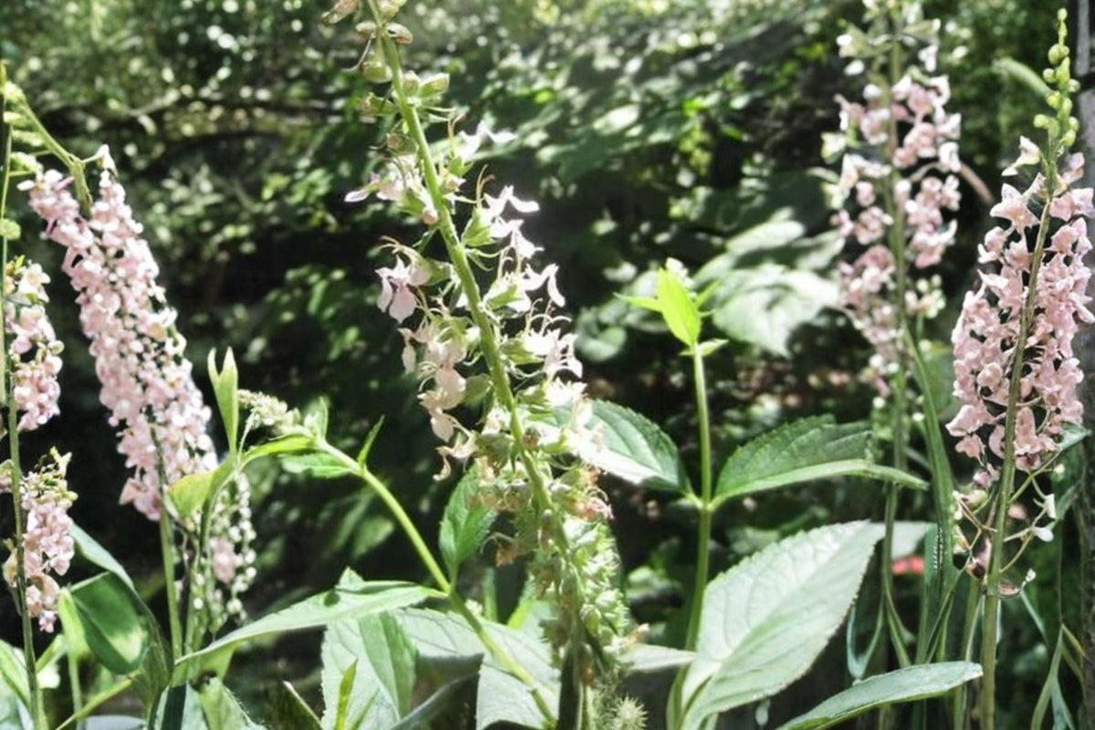 American Germander Seeds – Teucrium canadense – Native Wildflower Pollinator Plant for Moist Soil Perennials