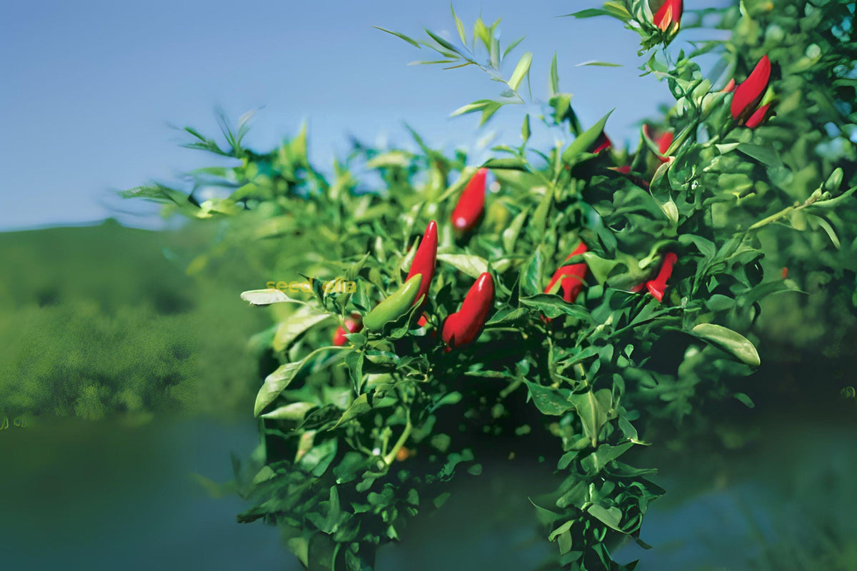 Chiltepin Hot Pepper Seeds, Heirloom Capsicum Annuum, Wild Chili, Small Fiery Peppers for Salsas & Sauces, 30 Seeds