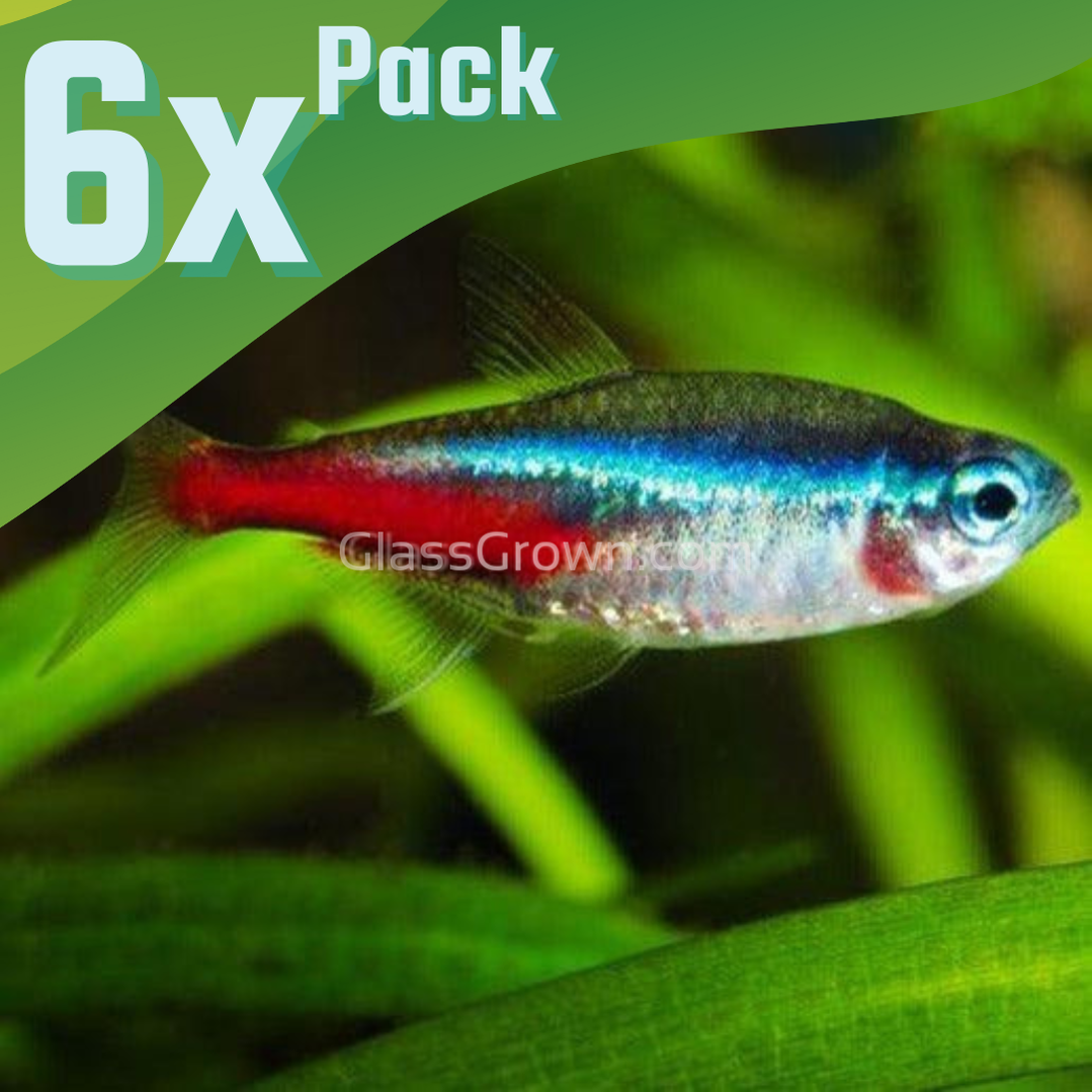 Neon Tetras 6 Pack