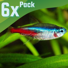Neon Tetras 6 Pack
