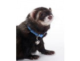 Marshall Pet Products Ferret Bell Collar Blue 3-8 in