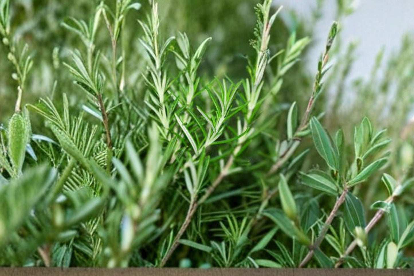 50 Rosemary Herb Seeds | Aromatic Evergreen Perennial | Non-GMO Salvia rosmarinus for Culinary & Medicinal Gardens