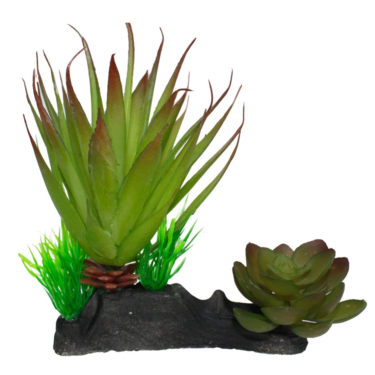 Komodo Succulent Plant 1ea-One Size