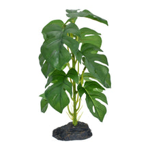 Komodo Standing Monstera Plant 1ea/10 in