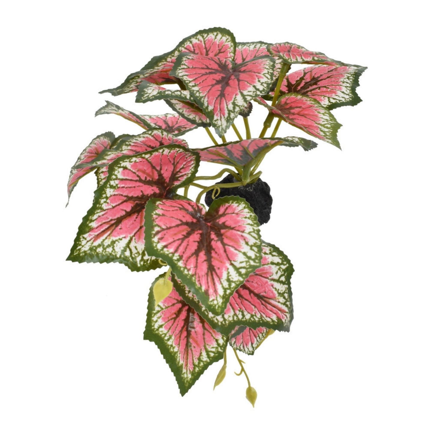 Komodo Standing Caladium Plant 1ea/5 in