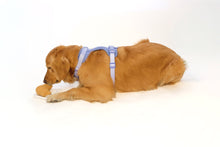 Croissant Nose Work Toy / Enrichment Toy