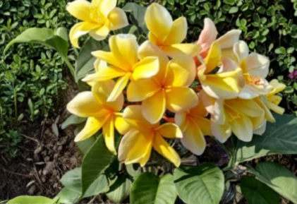 Bali Yellow Plumeria Cutting 9-12 Inch Tropical Frangipani Branch for Propagation, Yellow Flower, Plumeria spp.
