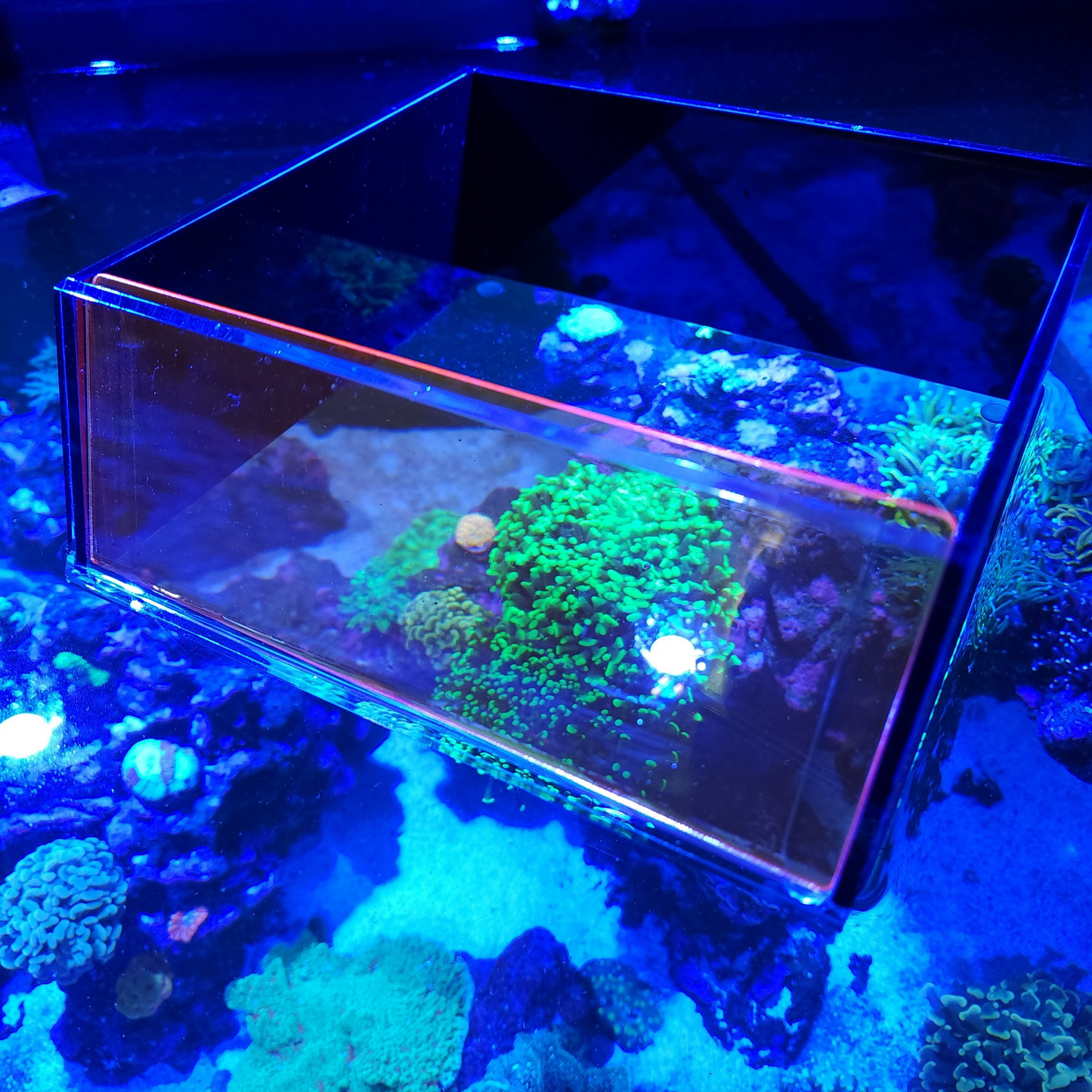 Top Down Viewer Zoa 8 Panel