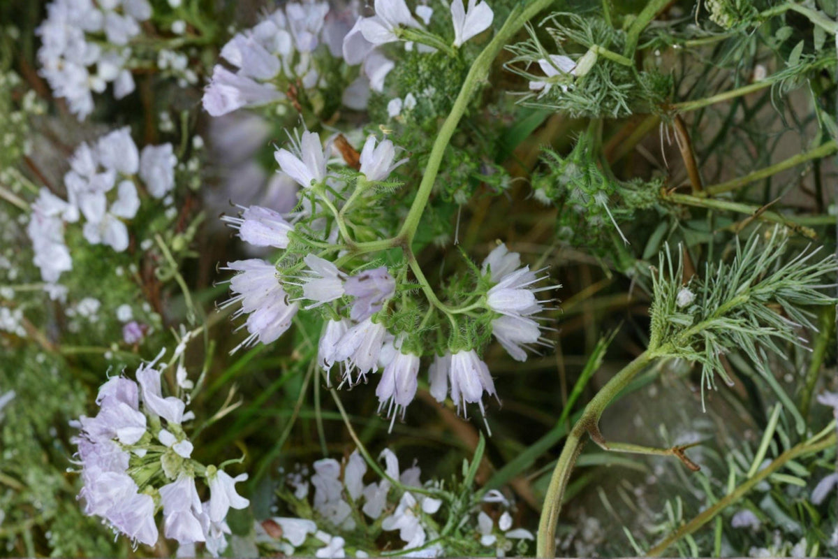 Virginia Waterleaf Seeds – Native Woodland Wildflower – Hydrophyllum virginianum – Shade Garden Perennial, Pollinator Attracting