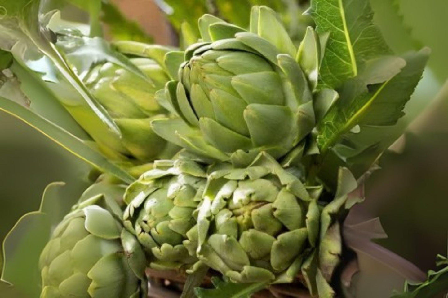 Artichoke Green Globe Seeds – Heirloom Edible Perennial Vegetable, Cynara scolymus, Large Tender Flower Buds