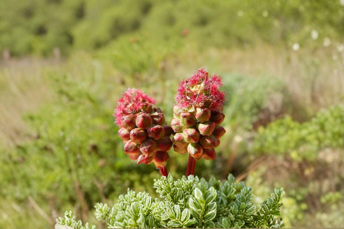 Small Burnet Seeds – Edible Perennial Herb Sanguisorba minor for Pollinator Gardens, Drought Tolerant, Full Sun to Part Shade