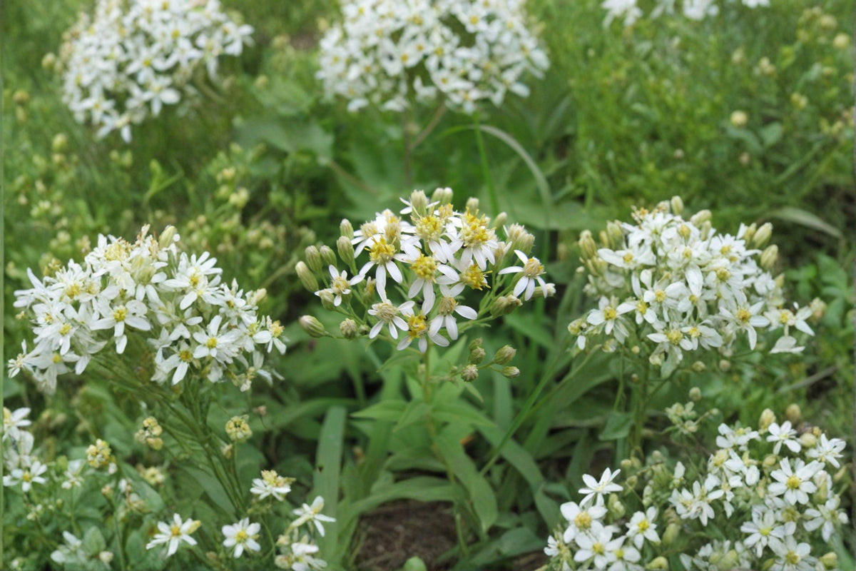 100 Flat Topped Aster Seeds | Doellingeria umbellata Native Wildflower for Pollinators, Late Summer Blooming