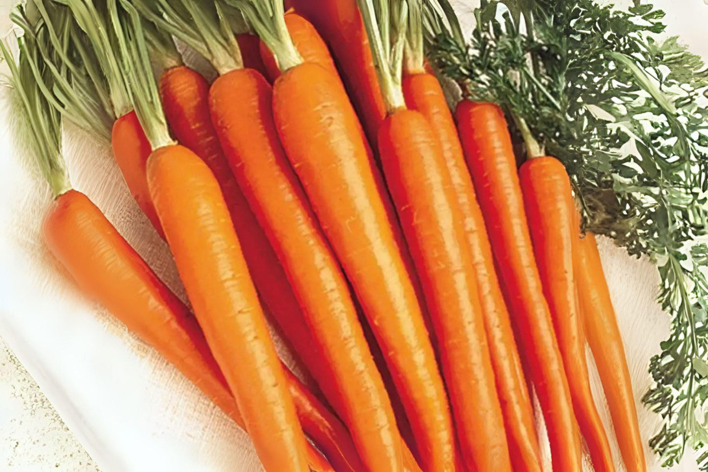 Tendersweet Carrot Seeds Heirloom Variety, Sweet & Tender, Daucus carota subsp. sativus, 300 Pack