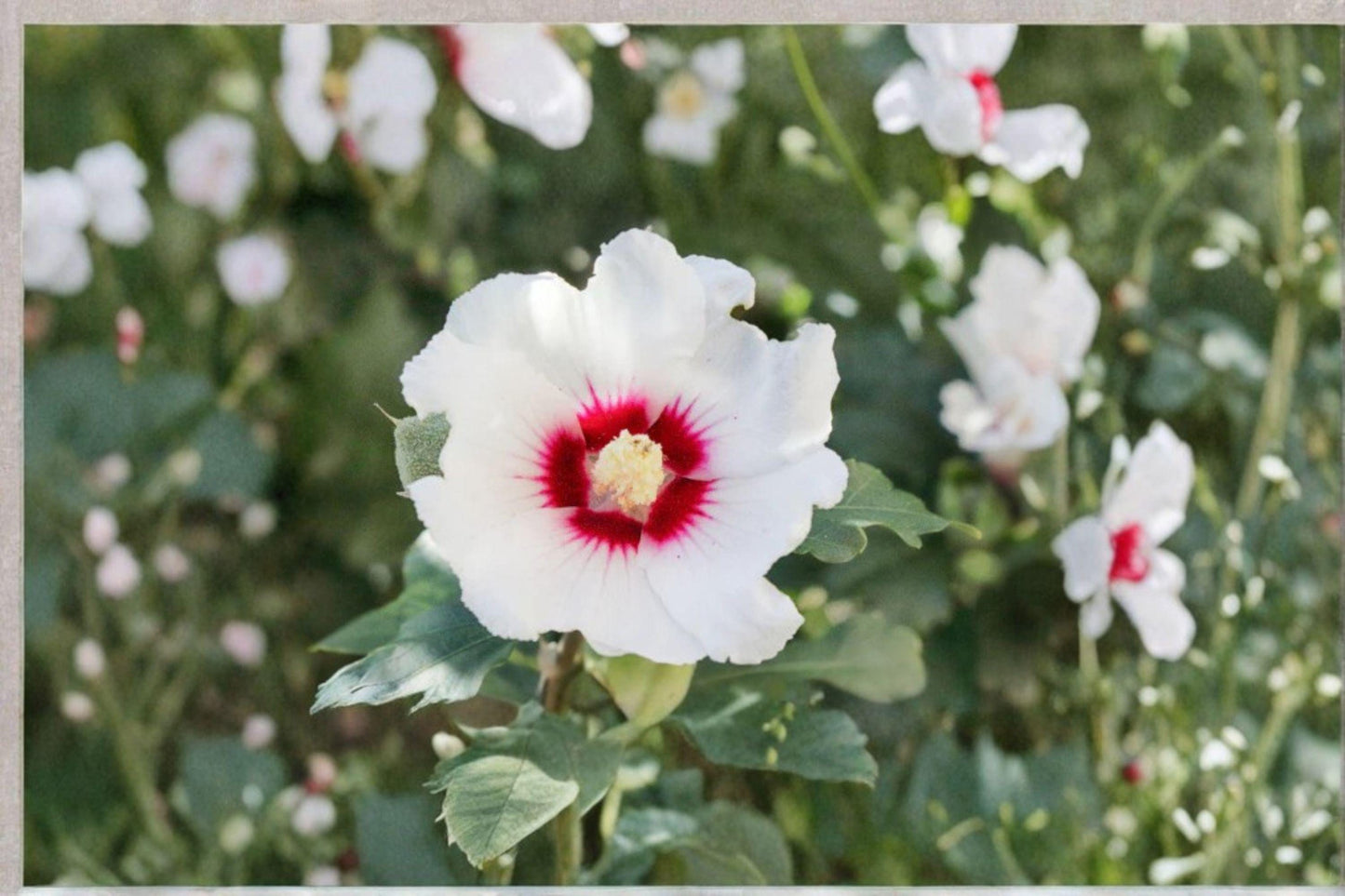Swamp Rose Mallow Seeds 30 Pack | Hibiscus moscheutos Native Perennial Wildflower for Wetlands & Pollinator Gardens
