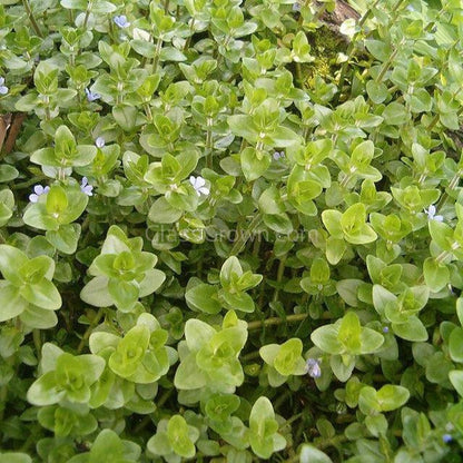 Lemon Bacopa Caroliniana