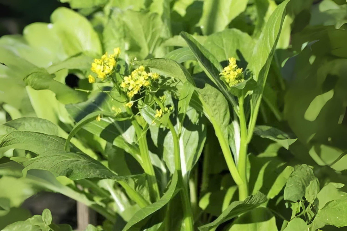 Yu Choy Sum Seeds - Asian Heirloom Vegetable, Flowering Brassica, Brassica rapa var. parachinensis, 150 Seeds