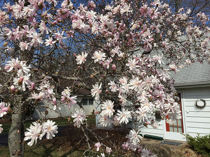 5 STAR MAGNOLIA Stellata TREE Seeds - Fragrant White to Pink Big 4" Wide Flowers