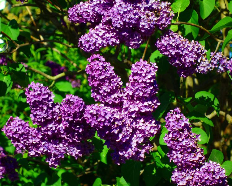 Old-Fashioned Lilac Bushes Bareroot 1-2ft, Fragrant Purple Blooms, Syringa vulgaris, Hardy Flowering Shrubs