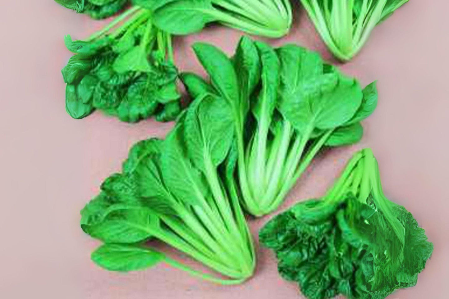 Tatsoi Seeds – Asian Heirloom Leafy Green, Baby Bok Choy, Brassica rapa var. rosularis, 250 Seeds