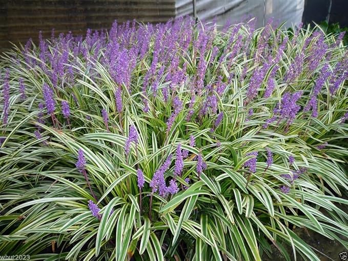 Variegated Monkey Grass Bare Roots – Liriope muscari ‘Variegata’ – Groundcover for Landscaping, Borders & Edging