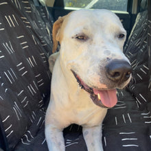 Molly Mutts Dog Cat Car Seat Cover Dreams