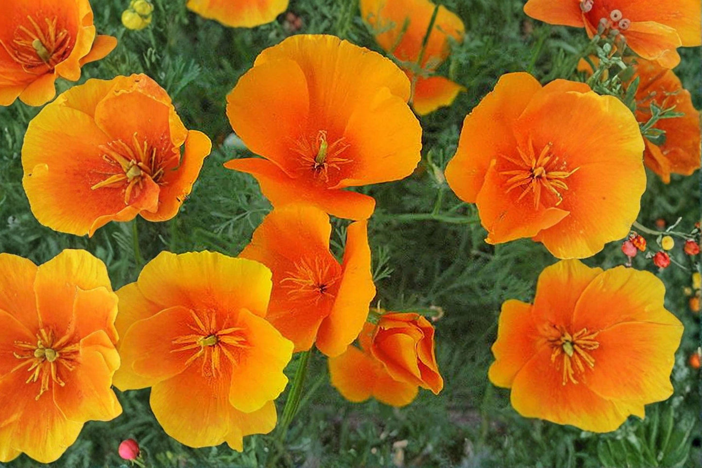 California Poppy Seeds – Eschscholzia californica – Drought Tolerant Wildflower – Vibrant Orange Blooms