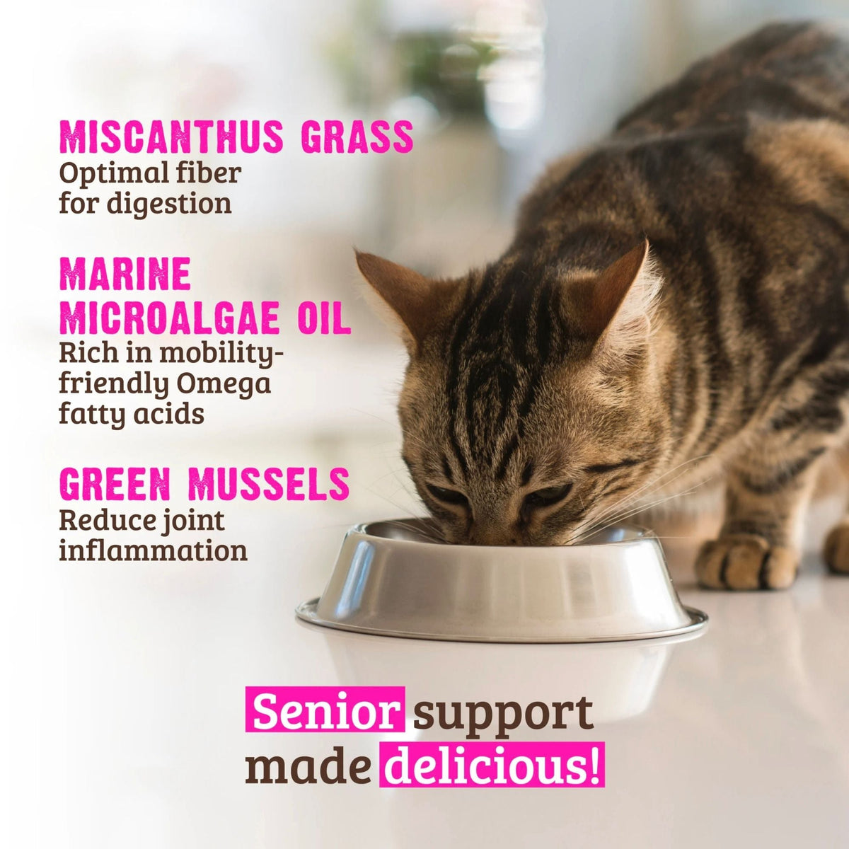 Rawz Senior Cat Beef Green Mussels Pmpkn Pate 5.5oz. (Case of 24)