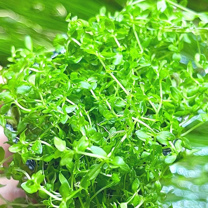 Pearl Weed Live Aquarium Plant, Hemianthus micranthemoides, Freshwater Carpeting & Foreground Plant