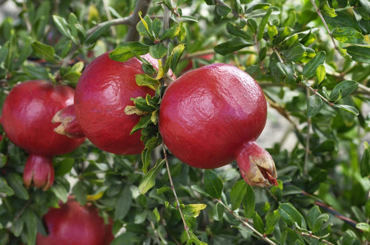 Cold Hardy Pomegranate Tree – R26 Afganski, Live Mature Plant in 1 Gallon Pot, Edible Red Fruit, USDA Zones 6–10