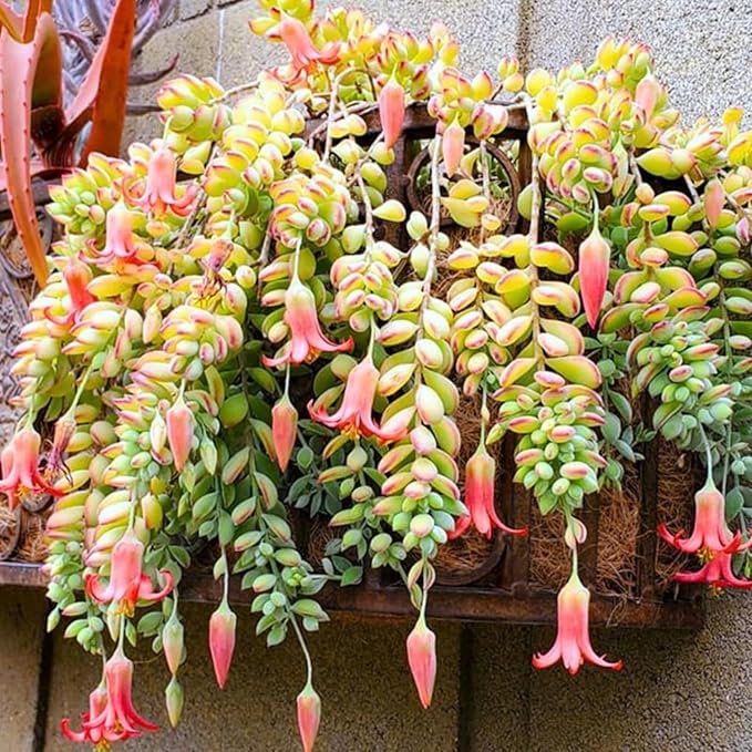 Unrooted Succulent Cuttings – Cotyledon pendens Cliff Trailing Plant for Hanging Baskets & Propagation