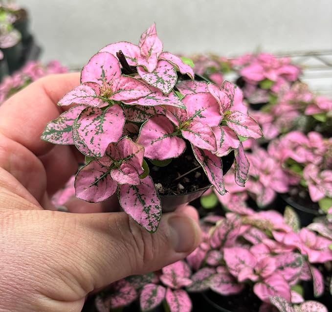 Hypoestes Pink Splash Houseplant in 2.5" Pot, Air-Purifying Polka Dot Plant, Indoor Colorful Foliage, Easy Care, Bright Indirect Light