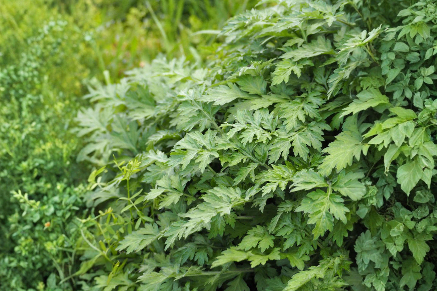 Yomogi Mugwort Herb Seeds - Artemisia princeps - Aromatic Perennial for Herb Gardens & Landscaping, 100 Seeds