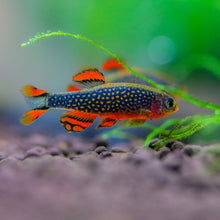 Celestial Pearl Danio Galaxy Rasbora Celestichthys Margaritatus