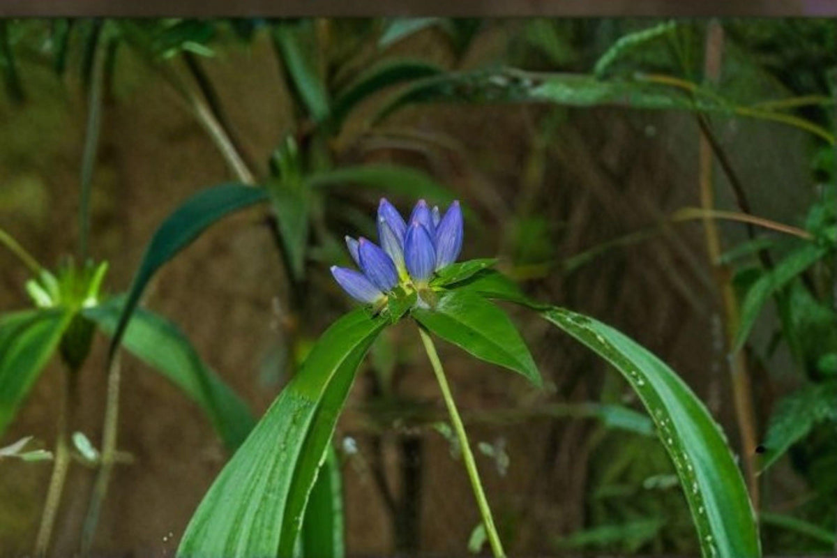 100 Bottle Gentian Seeds – Native Blue Wildflower, Gentiana andrewsii, Perennial Shade Garden, Pollinator Attractant