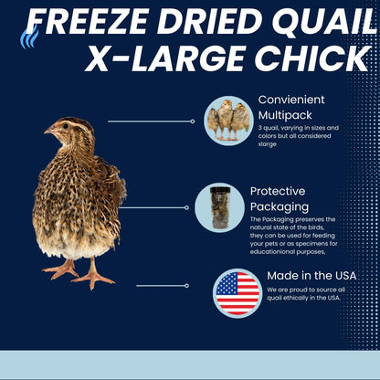 Buddy's Pretty Birds Whole Quail Chicks XL, 3 Count