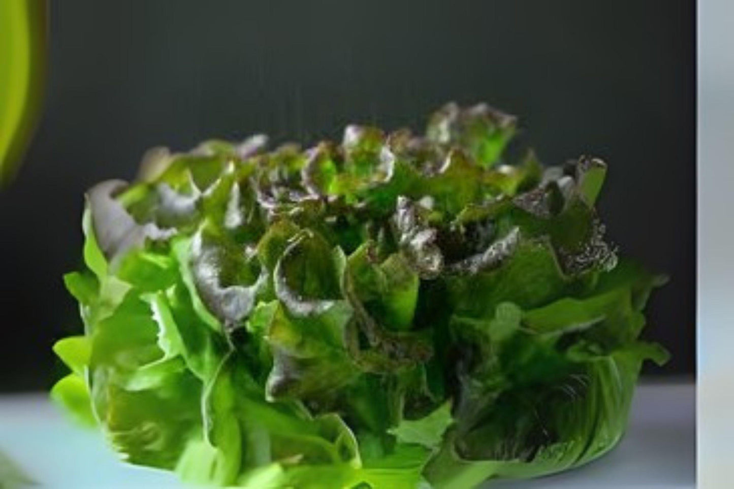 700 Seeds Bronze Mignonette Butterhead Lettuce Heirloom Lactuca sativa, Tender Bronze-Tinted Leaves, Salad & Sandwich Greens