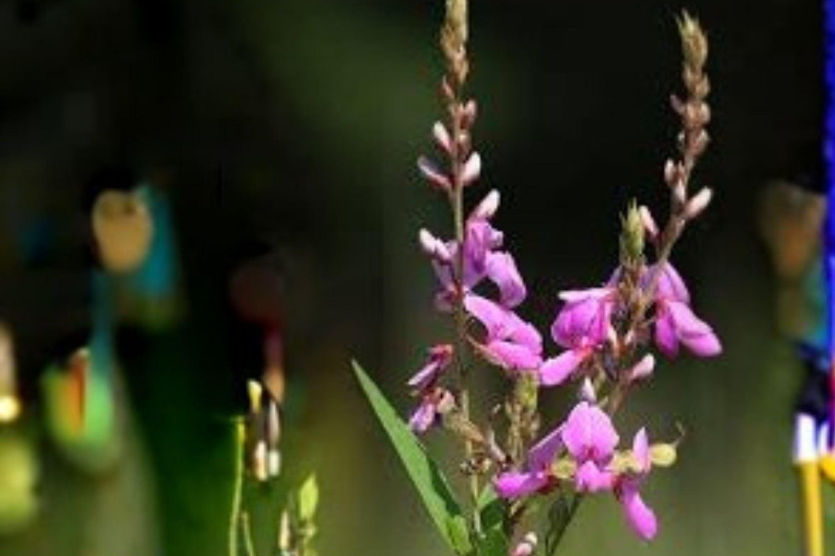 Showy Tick Trefoil Seeds – Desmodium canadense – Native Pollinator Legume – Purple Wildflower – Perennial Wildflower Seeds
