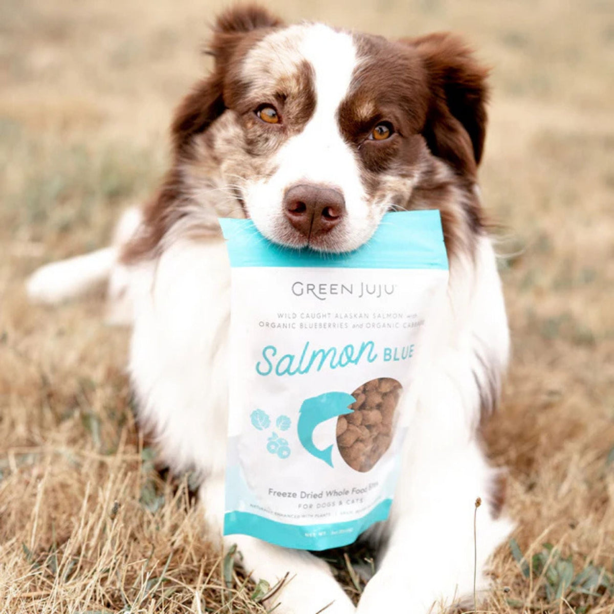 Green Juju Dog & Cat Freeze-Dried Grain Free Whole Food Bite Salmon Blue Toppers 7.5oz.