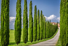 Italian Cypress Seeds - Exotic Evergreen Tree Great for Landscaping and Hedge Rows
